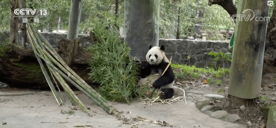 中国大熊猫保护研究中心今年共繁殖13崽|轻工业规上企业实现营收15.2万亿元|首次<strong></p>
<p>交易所上币费</strong>!人民币成为莫斯科交易所交易量最大外币