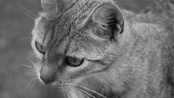 猫的发情期一般是几天到几天