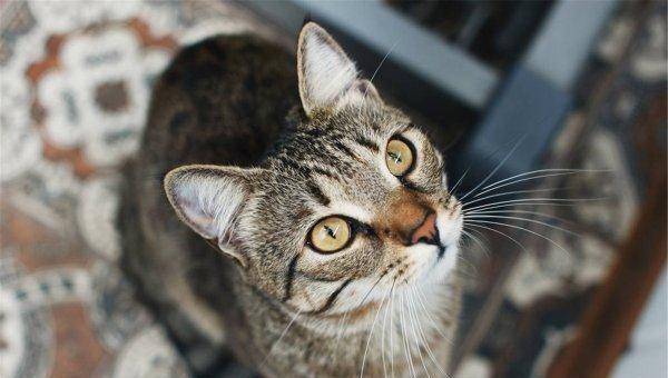 猫的发情期一般是几天到几天