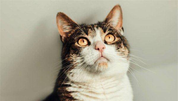 猫的发情期一般是几天到几天