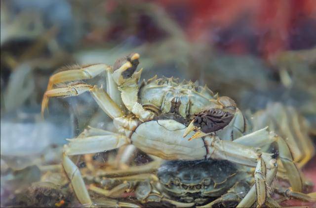 阳澄湖大闸蟹开捕<strong></p>
<p>二分币价格</strong>! 产量将达1.1万吨 个大膏多 价格再降10% 行业首创缺重一赔二