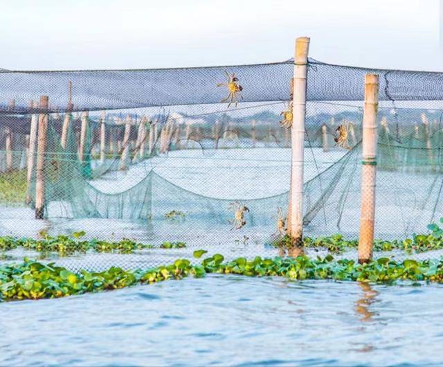 阳澄湖大闸蟹开捕<strong></p>
<p>二分币价格</strong>! 产量将达1.1万吨 个大膏多 价格再降10% 行业首创缺重一赔二