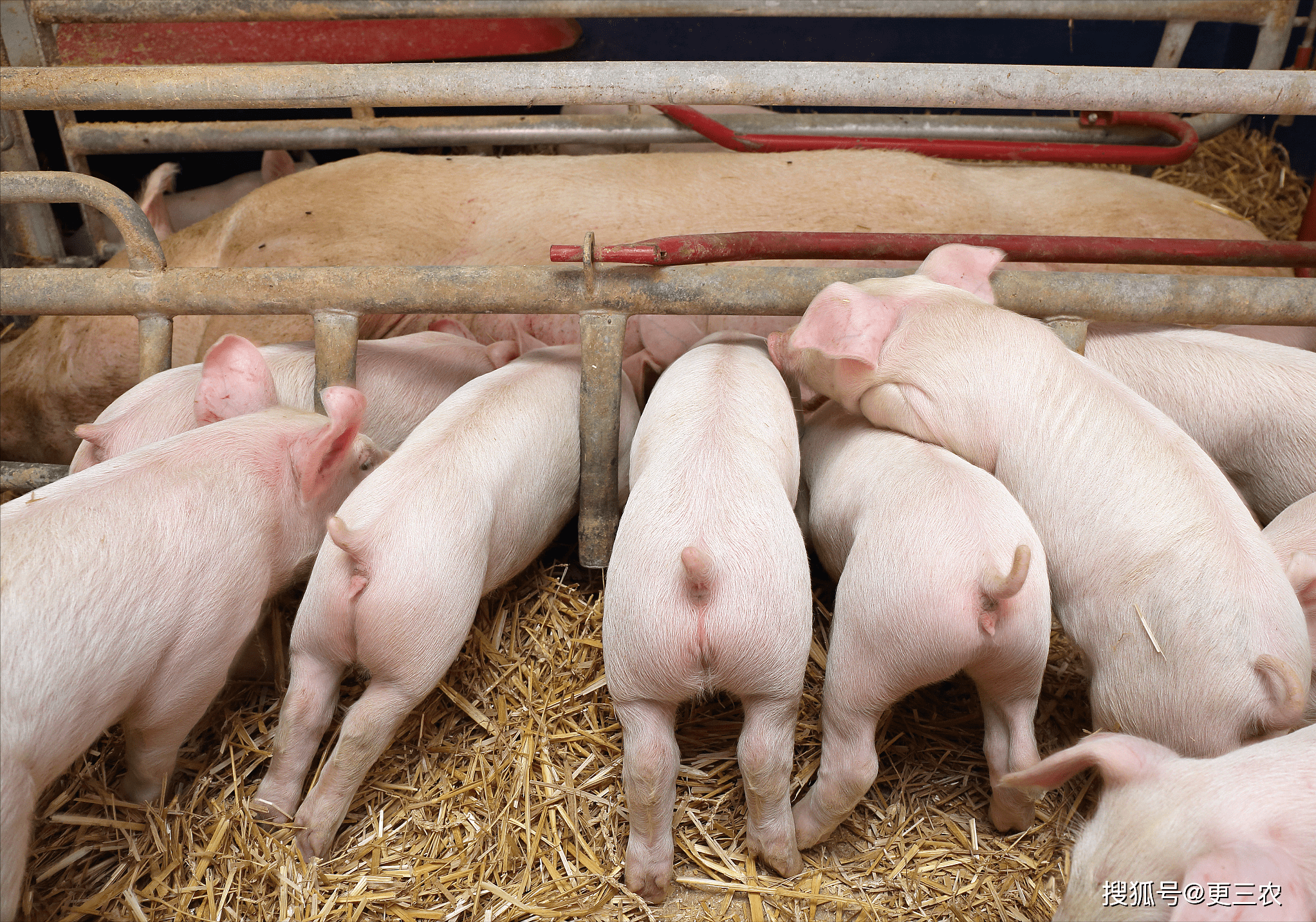 果然！生猪价格陷入“泥潭”<strong></p>
<p>二分币价格</strong>，市场二育陡然升温！8月26日猪价