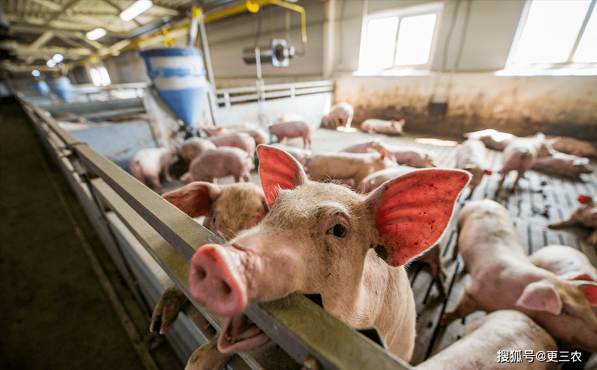 果然！生猪价格陷入“泥潭”<strong></p>
<p>二分币价格</strong>，市场二育陡然升温！8月26日猪价