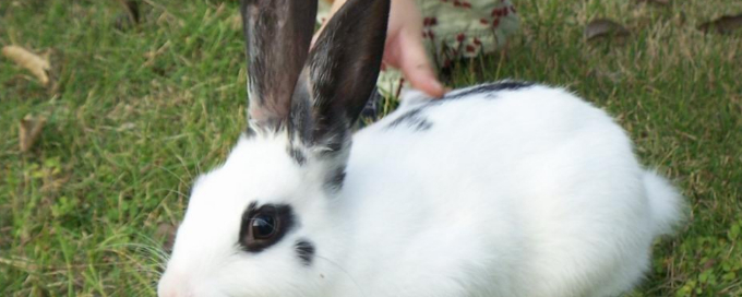 兔子的种类有哪些<strong></p>
<p>货币的种类</strong>？