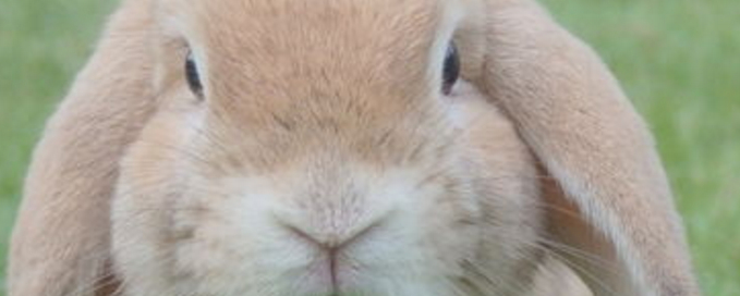 兔子的种类有哪些<strong></p>
<p>货币的种类</strong>？