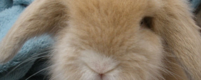 兔子的种类有哪些<strong></p>
<p>货币的种类</strong>？