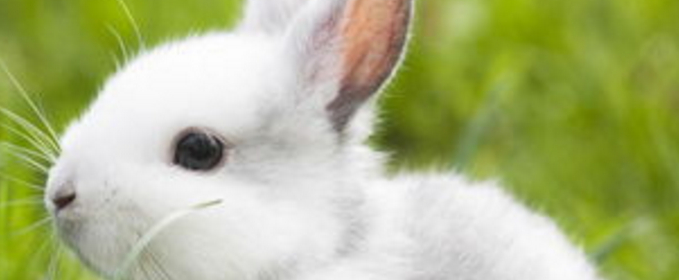 兔子的种类有哪些<strong></p>
<p>货币的种类</strong>？