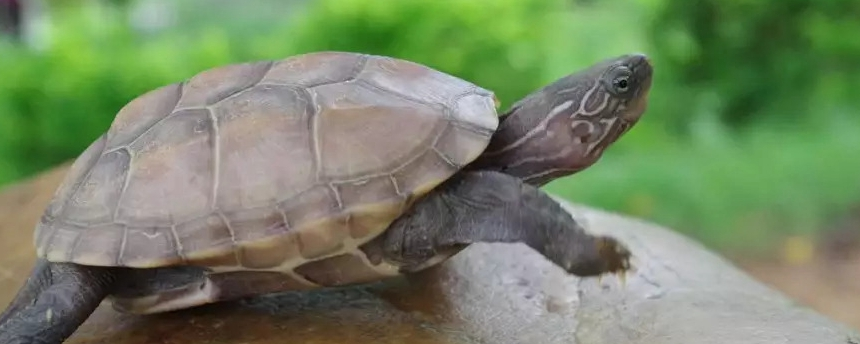 乌龟的种类有哪些？