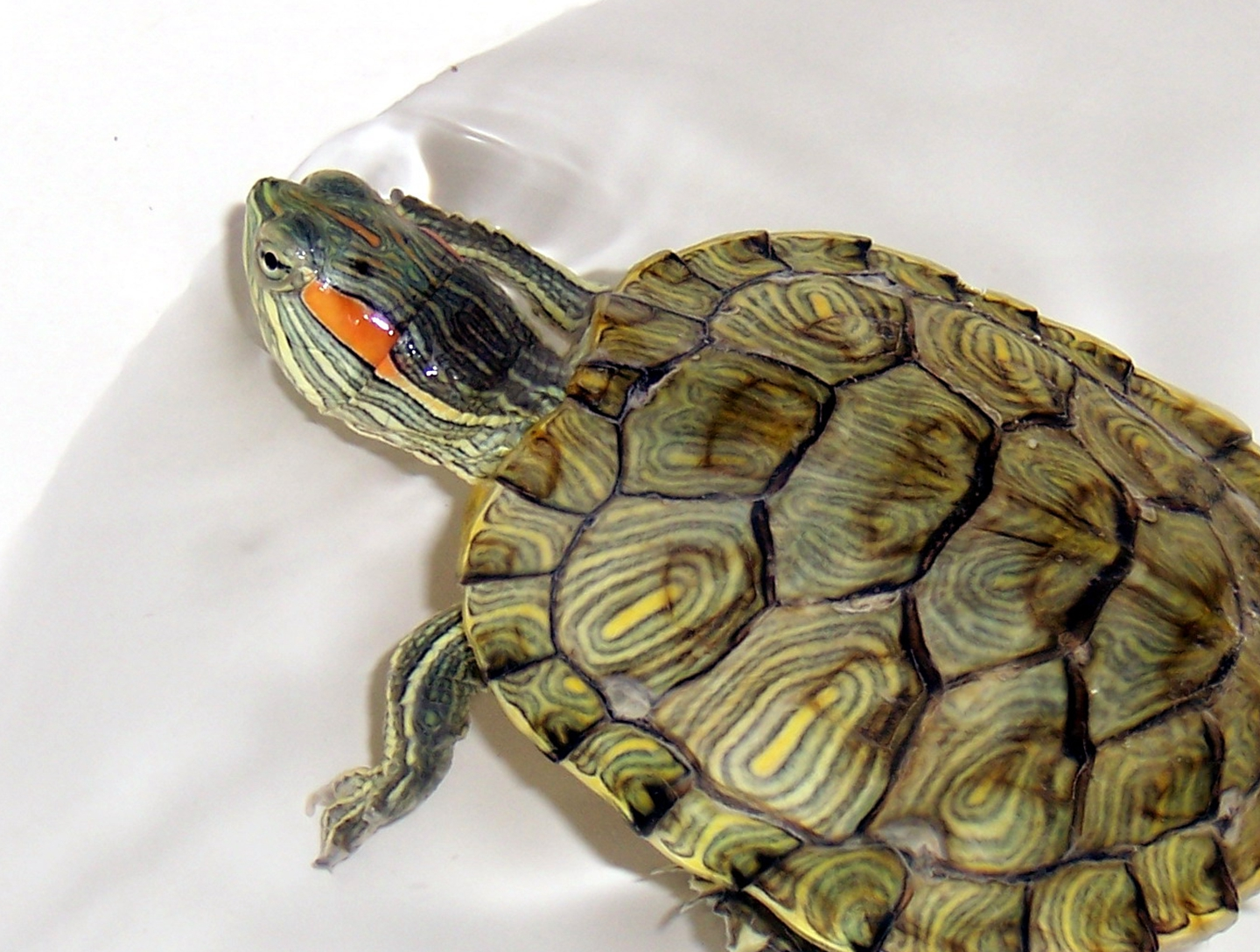 乌龟的种类有哪些<strong></p>
<p>货币的种类</strong>?