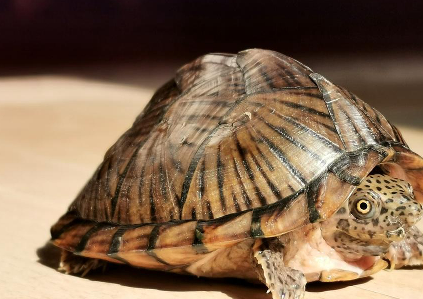 乌龟的种类有哪些<strong></p>
<p>货币的种类</strong>?