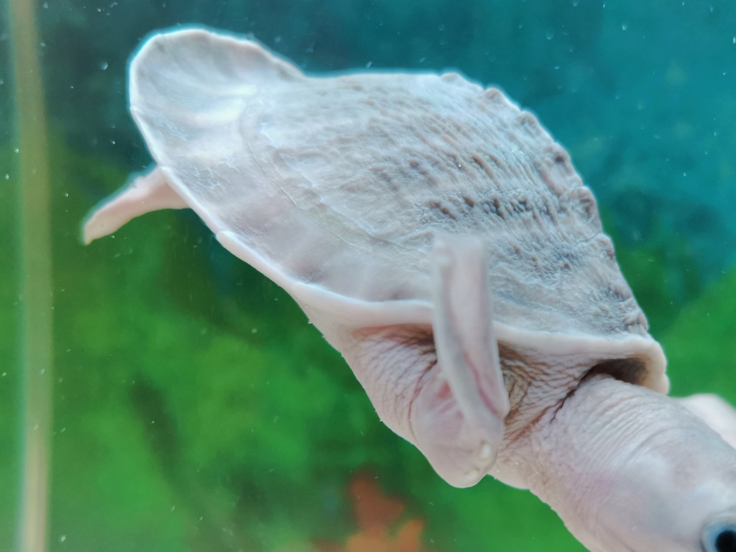 乌龟的种类有哪些<strong></p>
<p>货币的种类</strong>?