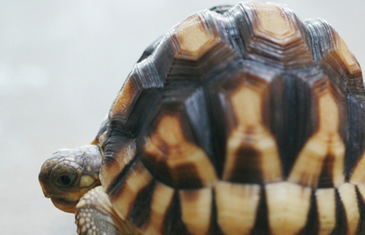 乌龟的种类有哪些<strong></p>
<p>货币的种类</strong>?