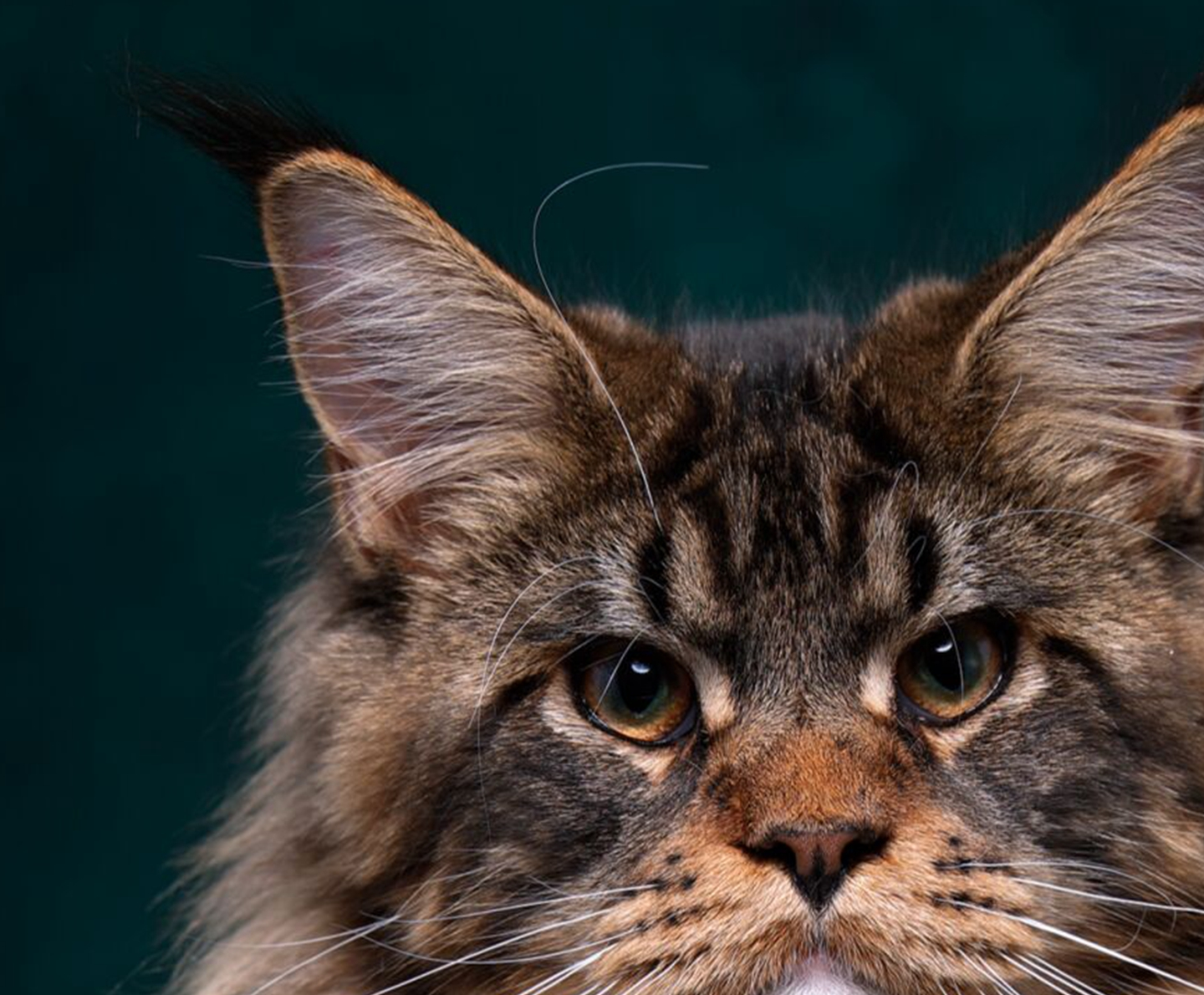 猫猫的种类有哪些<strong></p>
<p>货币的种类</strong>?