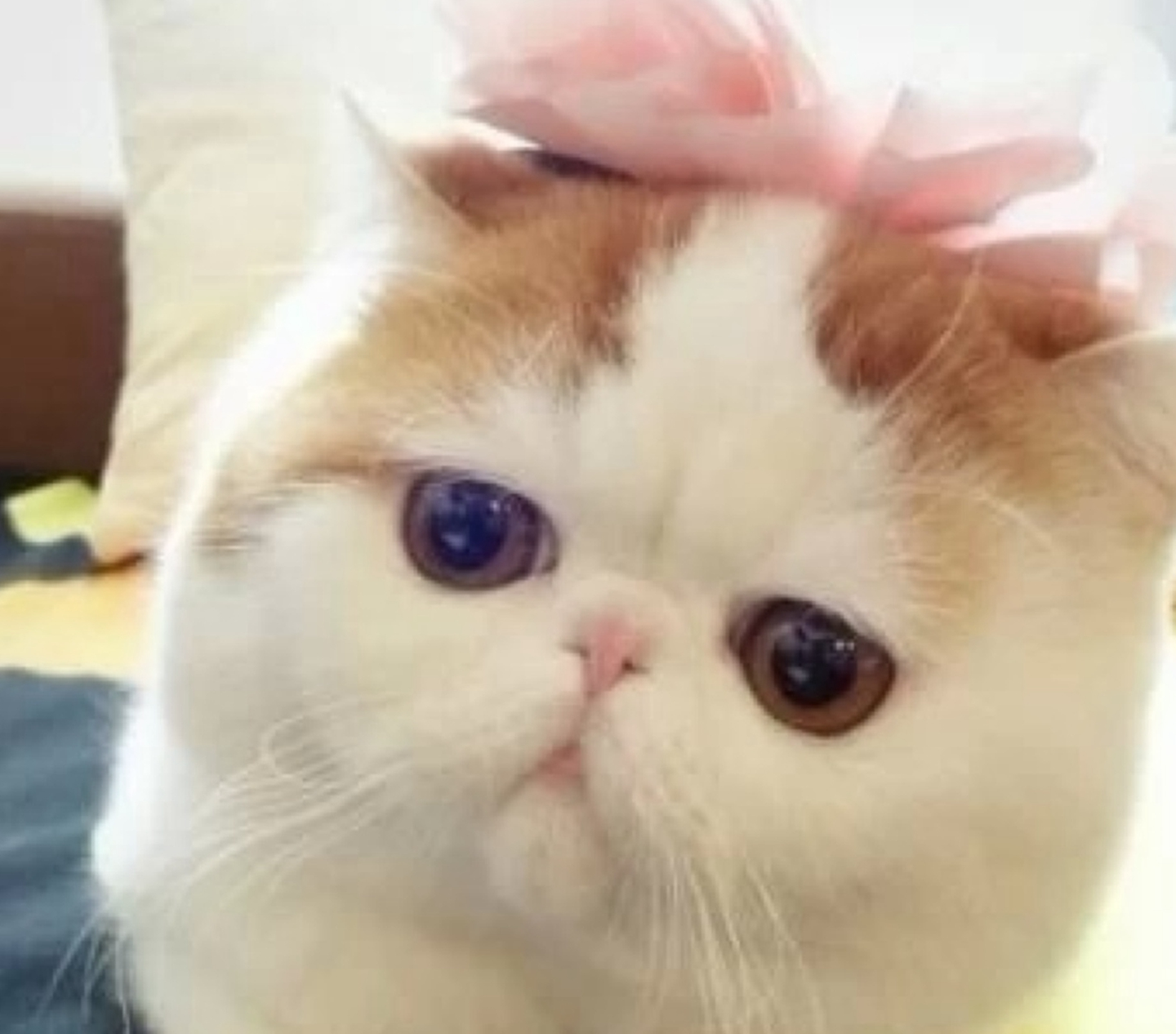 猫猫的种类有哪些<strong></p>
<p>货币的种类</strong>?