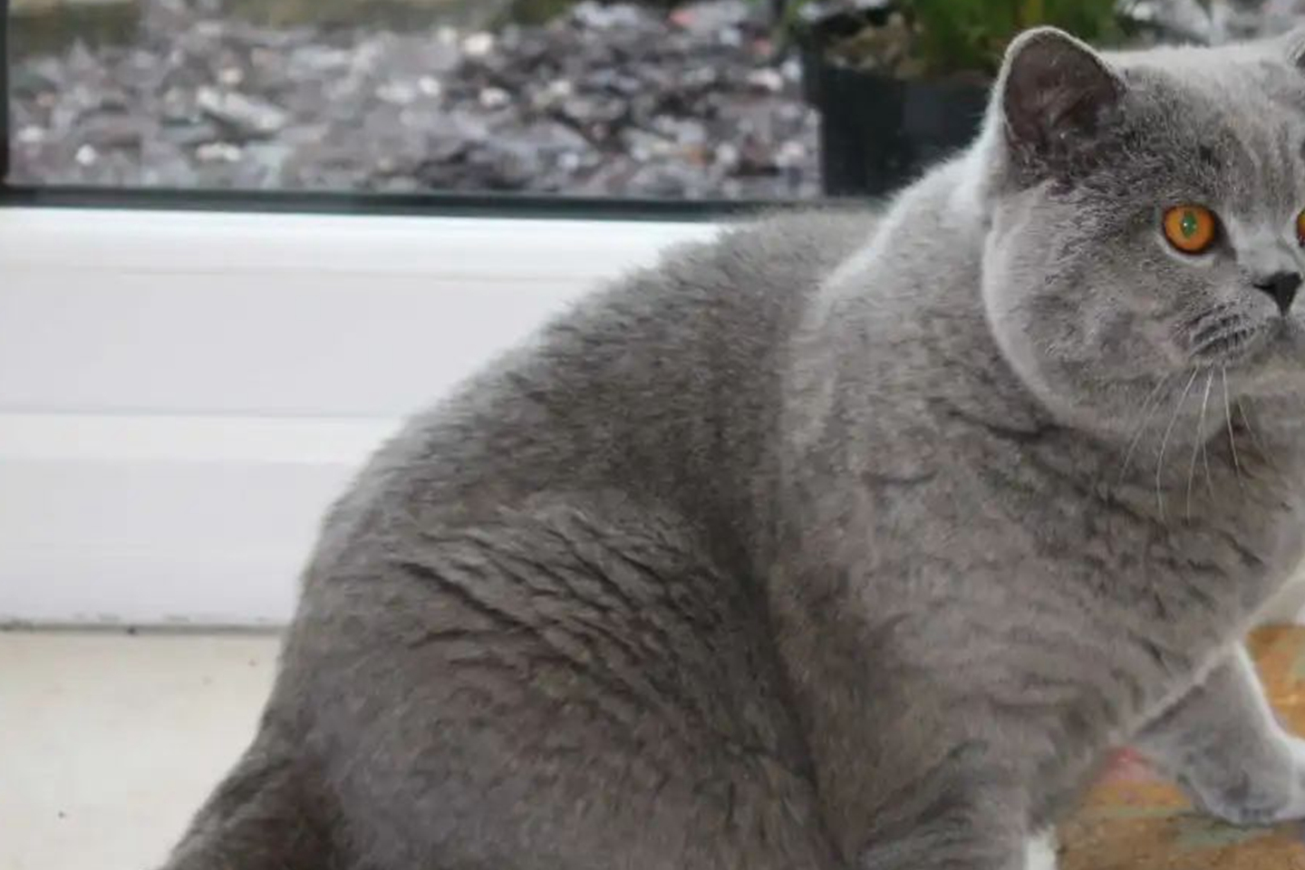 猫猫的种类有哪些<strong></p>
<p>货币的种类</strong>?