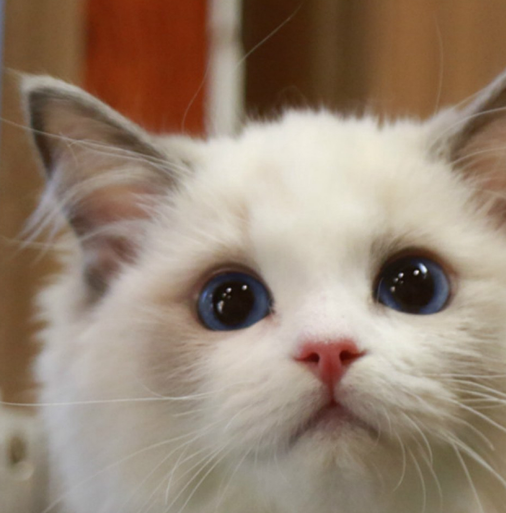 猫猫的种类有哪些<strong></p>
<p>货币的种类</strong>?