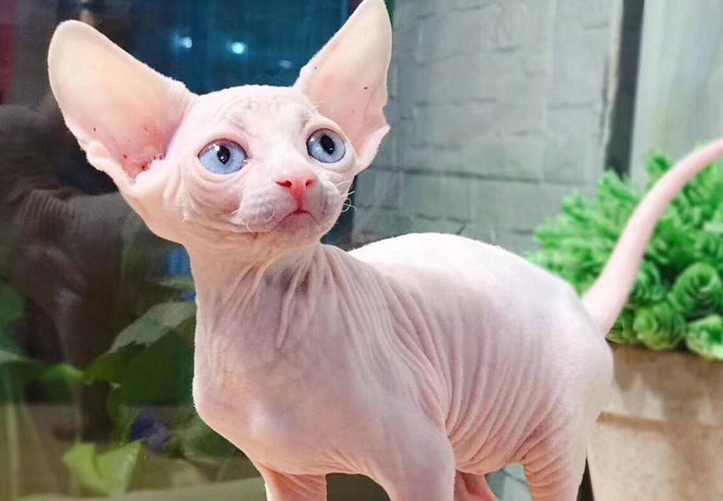 猫猫的种类有哪些<strong></p>
<p>货币的种类</strong>?