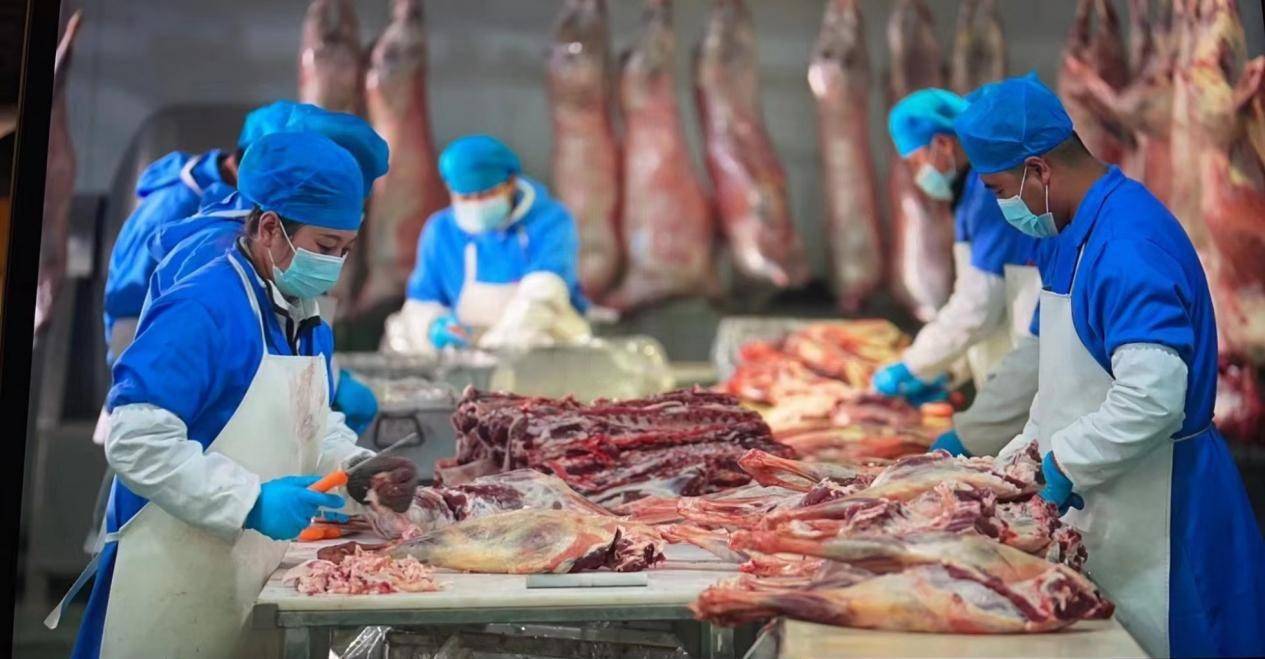 数字化交易 让青海牛羊“云飞”全国各地