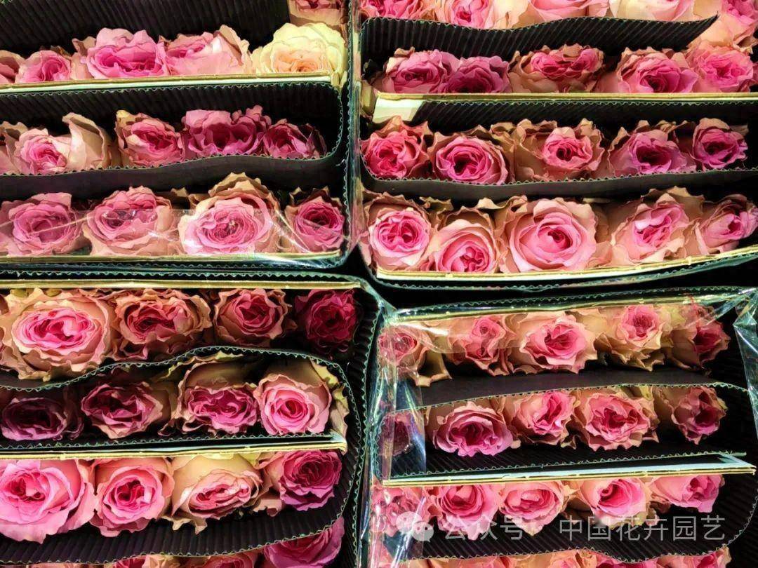 斗南花卉产业园 向世界第一花卉交易市场迈进 | “云花产业”专题