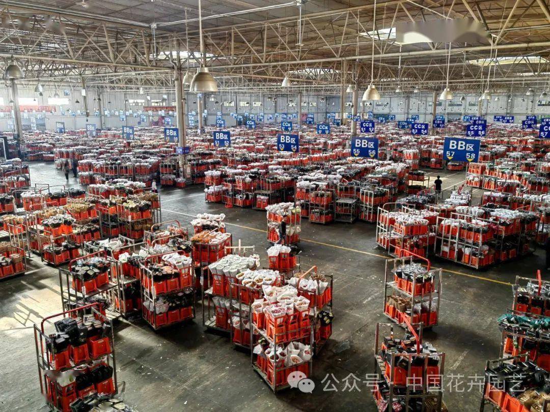 斗南花卉产业园 向世界第一花卉交易市场迈进 | “云花产业”专题