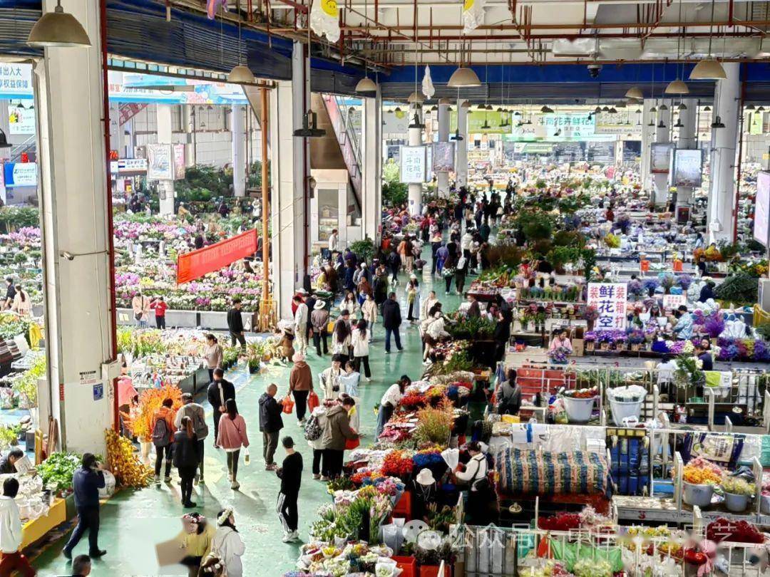 斗南花卉产业园 向世界第一花卉交易市场迈进 | “云花产业”专题