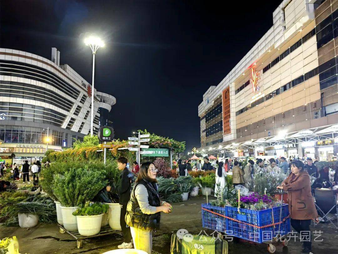 斗南花卉产业园 向世界第一花卉交易市场迈进 | “云花产业”专题