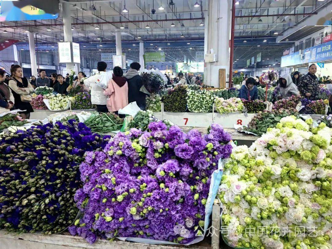 斗南花卉产业园 向世界第一花卉交易市场迈进 | “云花产业”专题