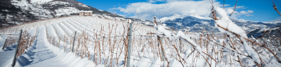 【上海自贸区红酒交易中心】