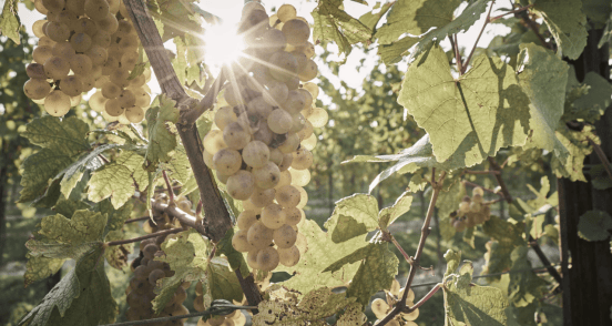 【上海自贸区红酒交易中心】