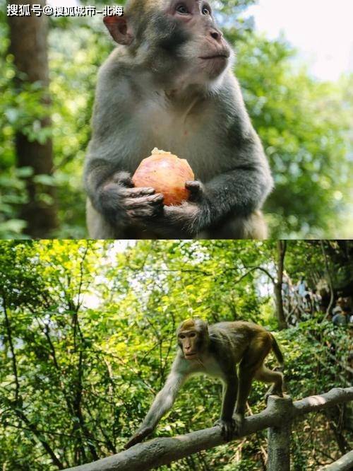 去一次张家界3日游多少钱人民币?码住<strong></p>
<p>虚拟猫币多少钱一个</strong>!张家界旅游团多少钱一个人