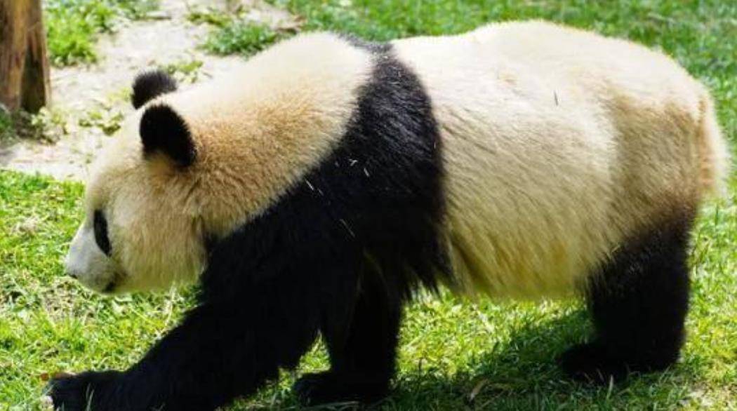 64只大熊猫海外打工<strong></p>
<p>2018年币圈千倍币</strong>,每年赚回34亿人民币,商业价值20年翻500倍