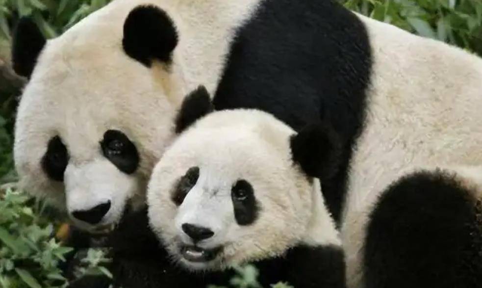 64只大熊猫海外打工<strong></p>
<p>2018年币圈千倍币</strong>,每年赚回34亿人民币,商业价值20年翻500倍