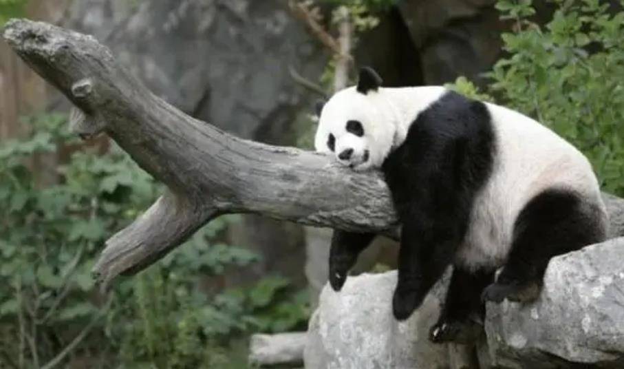 64只大熊猫海外打工<strong></p>
<p>2018年币圈千倍币</strong>,每年赚回34亿人民币,商业价值20年翻500倍