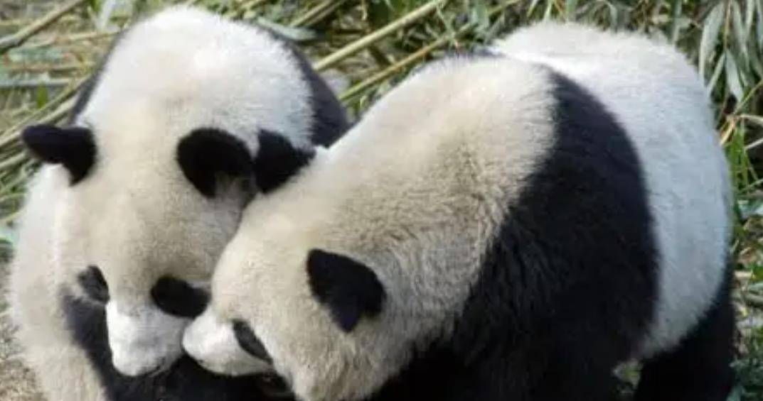 64只大熊猫海外打工<strong></p>
<p>2018年币圈千倍币</strong>,每年赚回34亿人民币,商业价值20年翻500倍