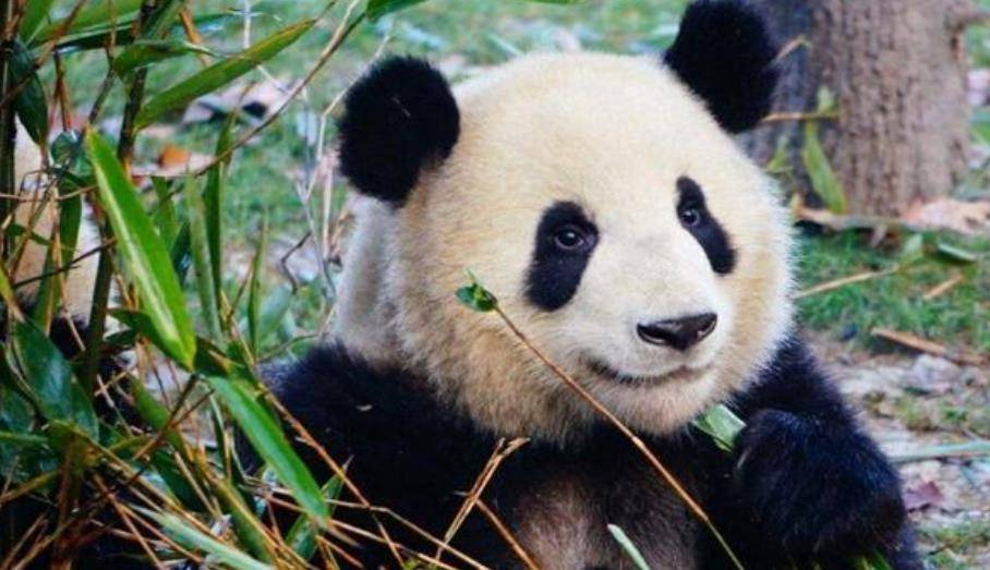 64只大熊猫海外打工<strong></p>
<p>2018年币圈千倍币</strong>,每年赚回34亿人民币,商业价值20年翻500倍