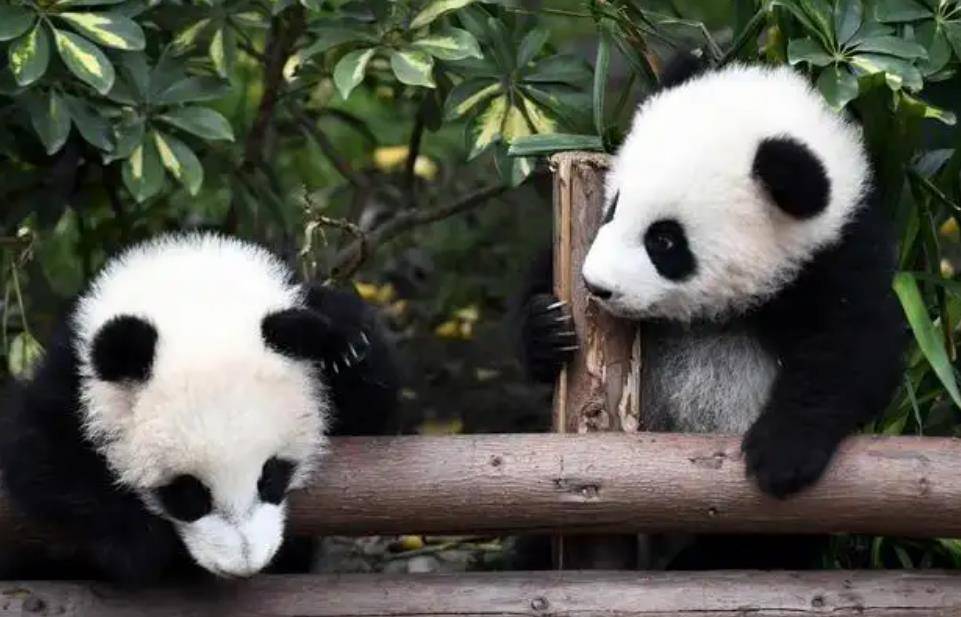 64只大熊猫海外打工<strong></p>
<p>2018年币圈千倍币</strong>,每年赚回34亿人民币,商业价值20年翻500倍