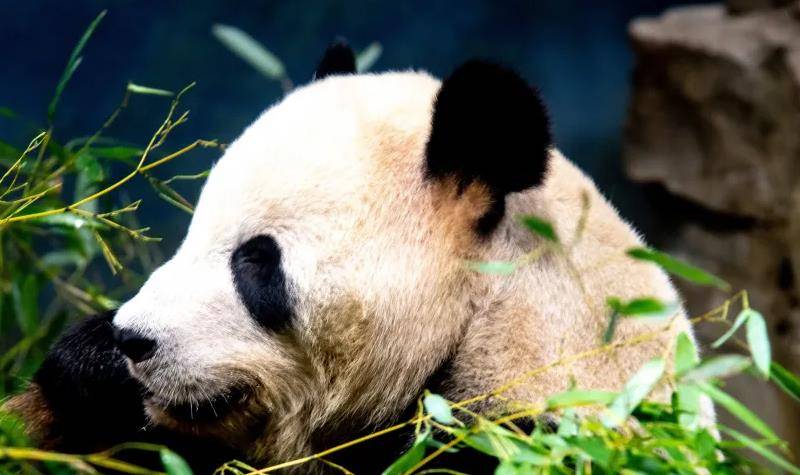 64只大熊猫海外打工<strong></p>
<p>2018年币圈千倍币</strong>,每年赚回34亿人民币,商业价值20年翻500倍