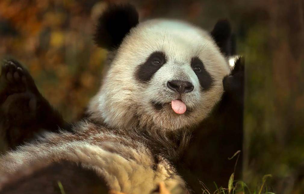 64只大熊猫海外打工<strong></p>
<p>2018年币圈千倍币</strong>,每年赚回34亿人民币,商业价值20年翻500倍