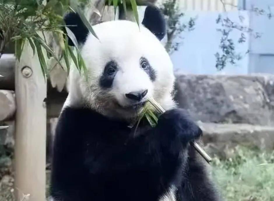 64只大熊猫海外打工<strong></p>
<p>2018年币圈千倍币</strong>,每年赚回34亿人民币,商业价值20年翻500倍