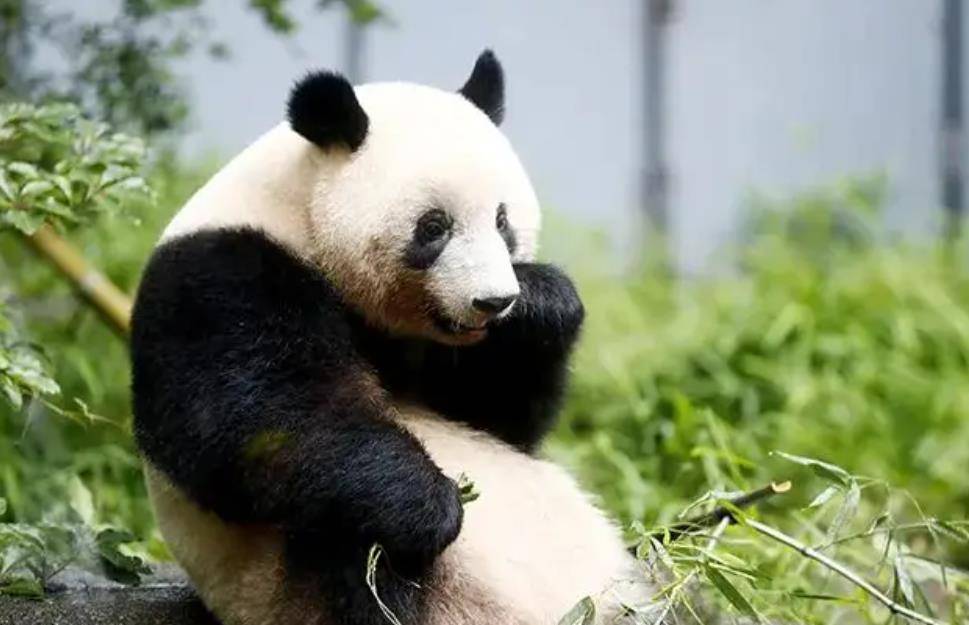 64只大熊猫海外打工<strong></p>
<p>2018年币圈千倍币</strong>,每年赚回34亿人民币,商业价值20年翻500倍