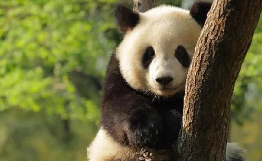 64只大熊猫海外打工<strong></p>
<p>2018年币圈千倍币</strong>,每年赚回34亿人民币,商业价值20年翻500倍