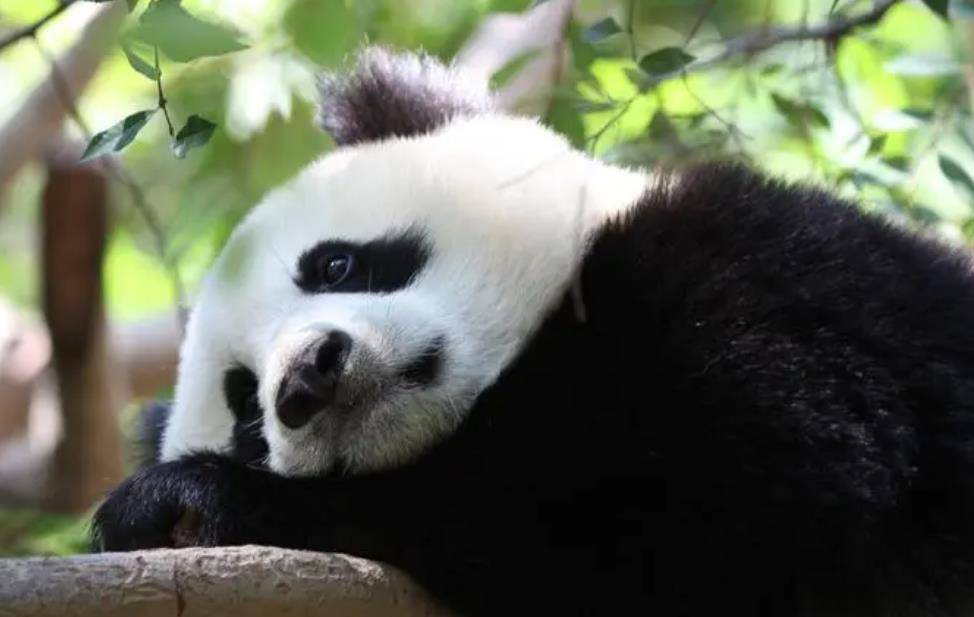 64只大熊猫海外打工<strong></p>
<p>2018年币圈千倍币</strong>,每年赚回34亿人民币,商业价值20年翻500倍