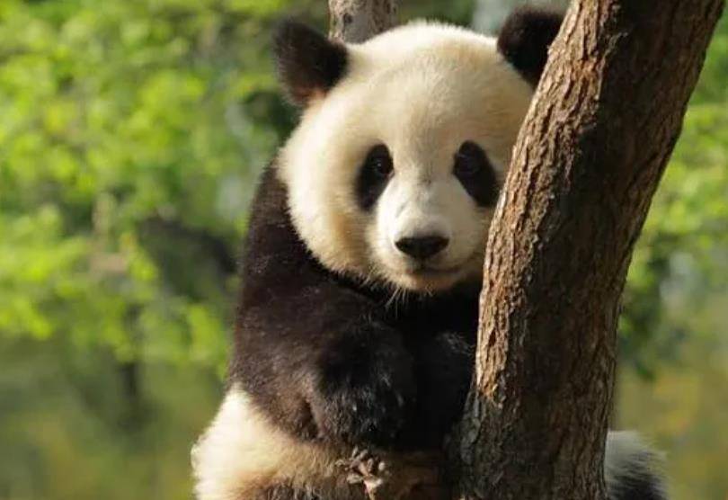 64只大熊猫海外打工<strong></p>
<p>2018年币圈千倍币</strong>,每年赚回34亿人民币,商业价值20年翻500倍