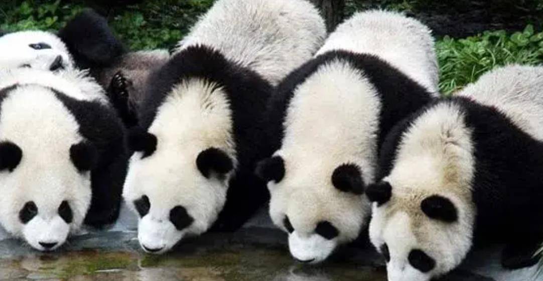 64只大熊猫海外打工<strong></p>
<p>2018年币圈千倍币</strong>,每年赚回34亿人民币,商业价值20年翻500倍