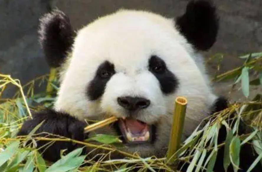 64只大熊猫海外打工<strong></p>
<p>2018年币圈千倍币</strong>,每年赚回34亿人民币,商业价值20年翻500倍