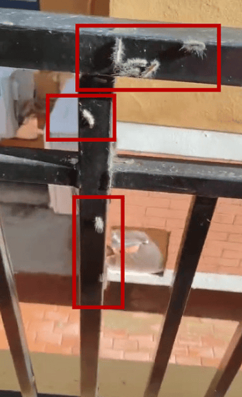 头皮发麻<strong></p>
<p>法币账户</strong>!大连一小区栏杆上出现白色的毛毛虫……