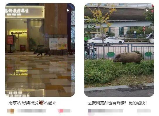 列车撞上野猪<strong></p>
<p>moc币20个币</strong>,机械师查看时被撞身亡,更多细节公布...