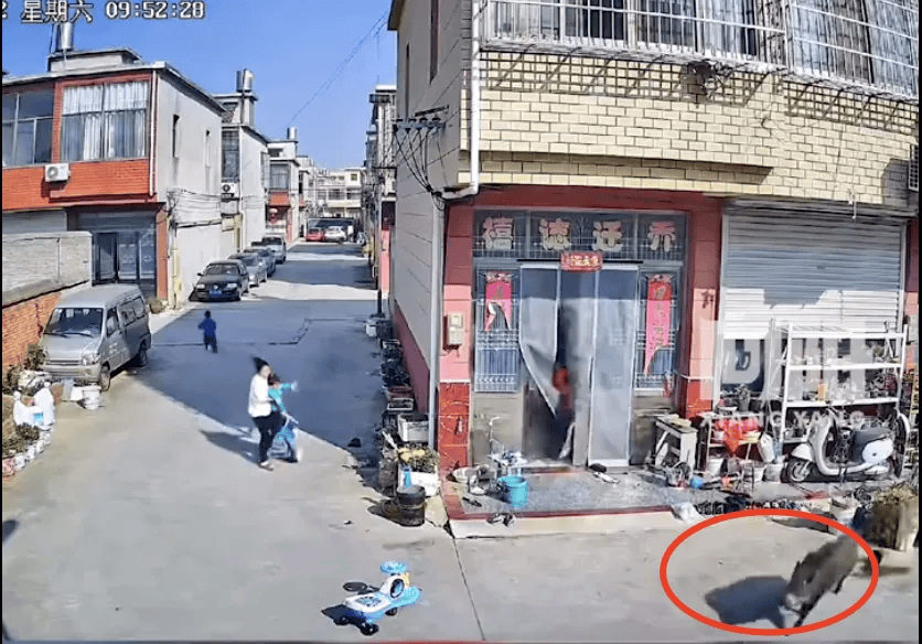 街头横冲直闯<strong></p>
<p>债券回购交易案例</strong>,抱娃女子被撞伤,警方:已被特警击毙