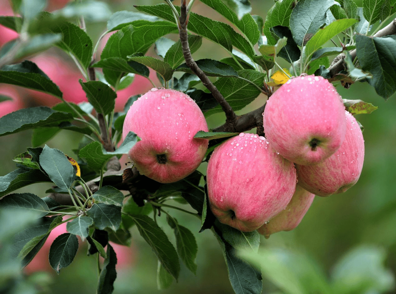 “含糖量”极高<strong></p>
<p>eth币今日价格</strong>!解锁“北方水果公园”山西万荣的甜蜜